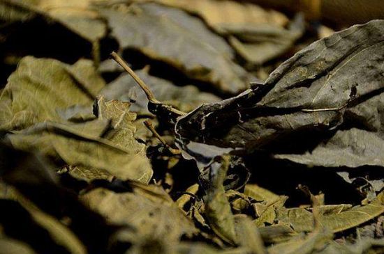 鷓鴣茶什么人不適合喝，鷓鴣茶的禁忌人群