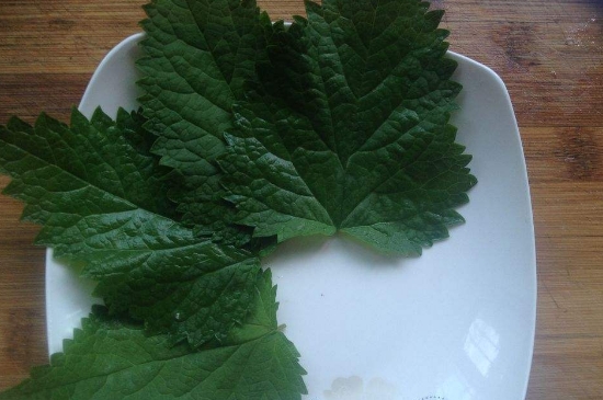 薄荷茶的功效與作用，喝薄荷茶有什么好處？