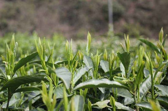 喝黃金茶禁忌，什么人不能喝黃金芽茶？