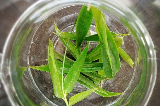 竹葉茶的禁忌，竹葉泡茶的功效禁忌