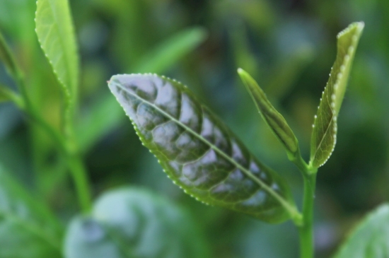 綠茶第一泡要倒掉嗎，為什么綠茶第一泡不喝？