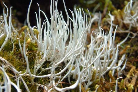 麗江雪茶的禁忌，白雪茶的副作用