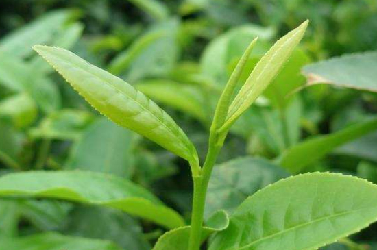 最耐泡的茶葉排名，什么茶葉經(jīng)久耐泡？