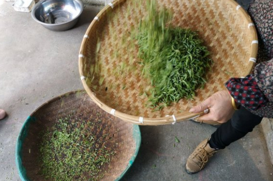 炒青茶為什么便宜，炒青綠茶好喝嗎？