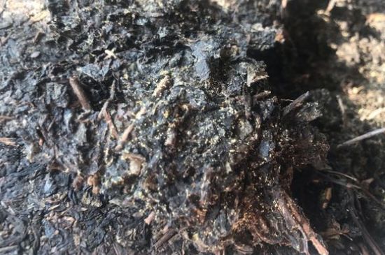 茯茶可以放在冰箱里存放嗎，茯磚茶如何儲存？