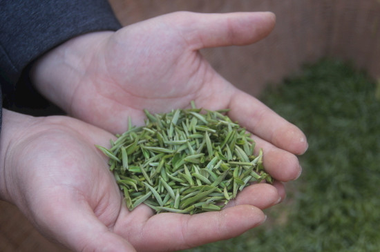 茶葉可以放冰箱嗎，茶需要放冰箱保存嗎