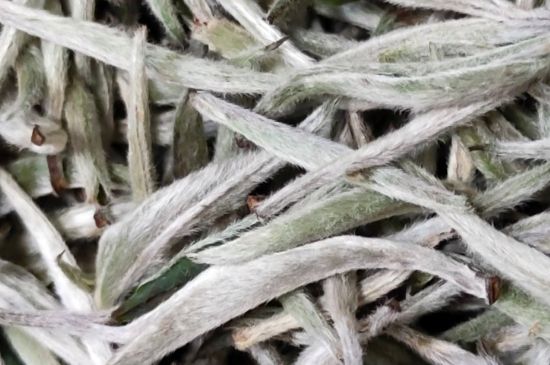 春茶上市白茶的好壞怎么區(qū)分，春白茶怎么分辨好不好？