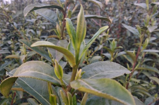 家庭如何保存碧螺春茶葉，蘇州洞庭碧螺春綠茶怎么保存？