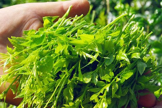 茅巖莓茶別名是什么，莓茶別名叫藤茶嗎？