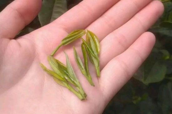 炒青茶為什么便宜，炒青綠茶好喝嗎？
