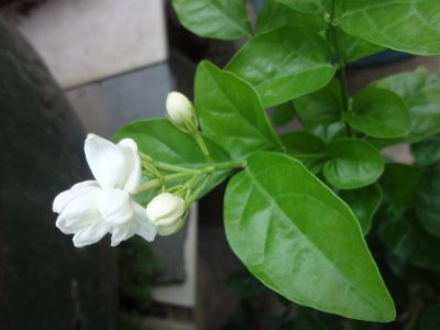 茉莉和什么一起泡最好，茉莉茶有幾種搭配？