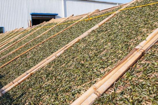 武夷巖茶的初制、精制加工工藝詳細(xì)講解