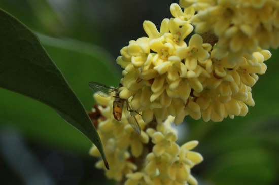 桂花茶禁忌，喝桂花茶有什么禁忌