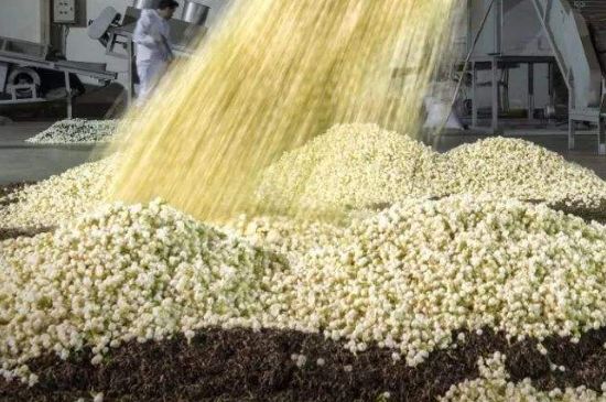 茉莉龍珠怎么做的，茉莉龍珠的制作工藝