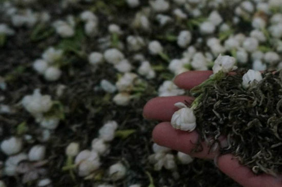 茉莉茶的種類和等級(jí)，茉莉花茶的分類