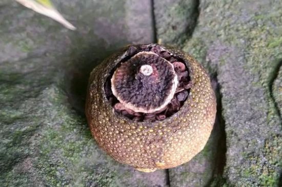 家庭自制柑普茶方法，小青柑制作9個(gè)步驟竅門（圖片）