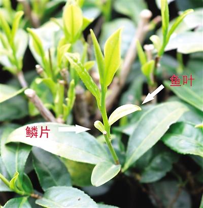 摘茶葉最快的方法，采摘茶葉怎么才能快？