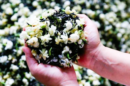 茉莉花和什么在一起喝好，茉莉花喝什么茶搭配？