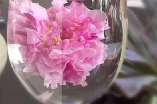 干玫瑰花泡水放幾顆，玫瑰花泡水一次放幾朵？