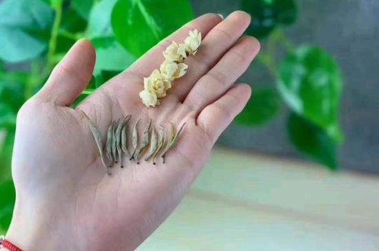 茉莉銀針口感，茉莉銀針是什么味道？