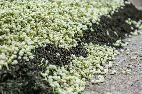 茉莉茶葉的功效與禁忌，什么人不適合喝茉莉花茶？