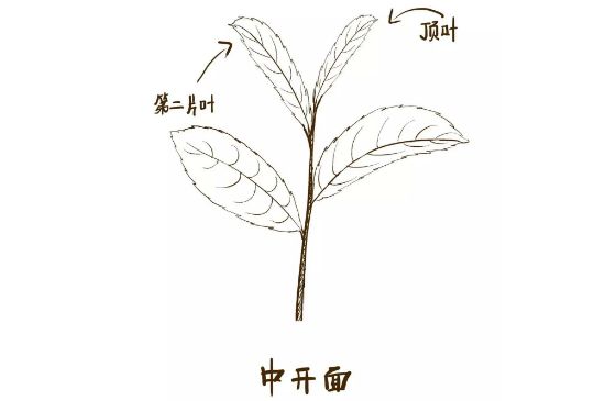 武夷巖茶的初制、精制加工工藝詳細(xì)講解