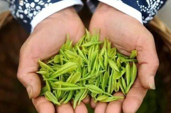 摘茶葉最快的方法，采摘茶葉怎么才能快？