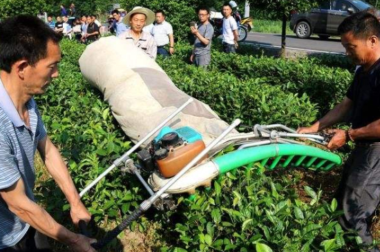 采茶的方法與步驟，如何正確采摘茶葉？