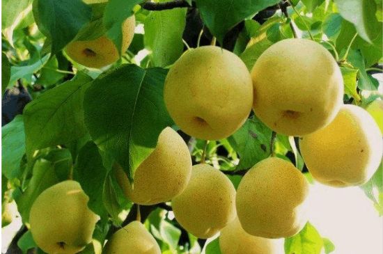 一把真正的本山綠泥壺最低多少錢(qián)，什么價(jià)格能買(mǎi)到本山綠泥紫砂壺？