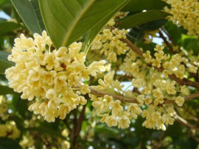 桂花泡茶禁忌，桂花泡水喝的9大禁忌