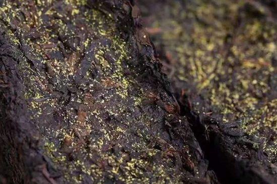 茯磚茶與普洱茶哪個(gè)好，茯茶和普洱茶口味區(qū)別