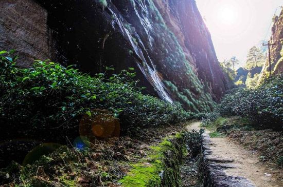 肉桂茶和大紅袍哪個(gè)貴，武夷山肉桂與大紅袍的價(jià)格比較