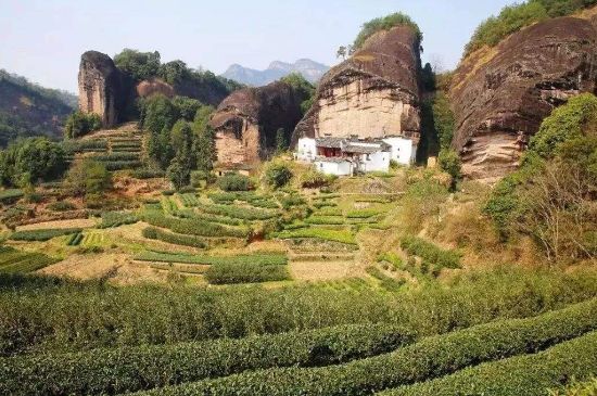 馬頭巖肉桂是大紅袍嗎，大紅袍肉桂屬于什么茶？