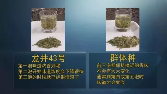 龍井群體種和43號(hào)的區(qū)別圖片，龍井43和群體種哪個(gè)好喝？