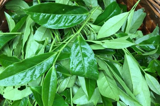 大紅袍可以放10年嗎，大紅袍放了十年能喝嗎