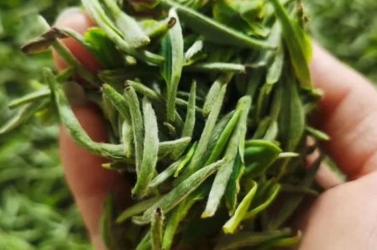 金壇雀舌算不算好茶，金壇雀舌屬于什么檔次茶葉？