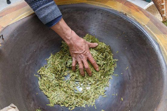 雀舌有一股青草味，雀舌為什么有青草味？