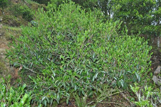 肉桂茶屬于紅茶嗎，牛欄坑肉桂是紅茶還是綠茶？