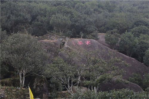 宋種一號價值為什么高，鳳凰單樅宋種1號價格與產量多少？