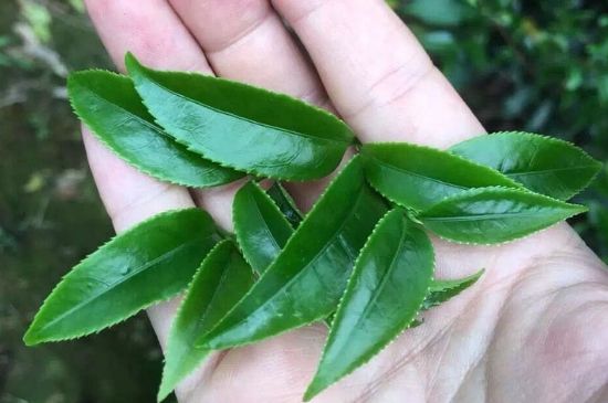 鋸朵仔跟鴨屎香哪個貴，鋸朵子和鴨屎香哪個好喝？