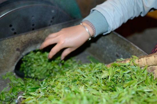 雀舌有一股青草味，雀舌為什么有青草味？