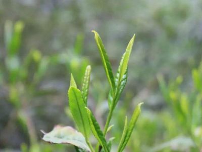 六安瓜片的功效與禁忌，六安瓜片適合什么人喝