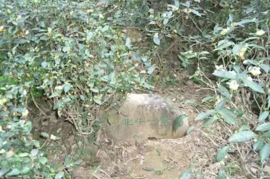 母樹大紅袍給誰喝了，為什么母樹大紅袍叫三棵六株？