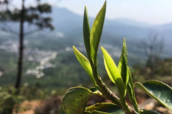 鳳凰單樅什么人不能喝，哪些人不能飲單叢茶