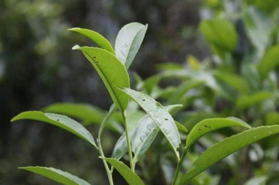 單叢茶十大香型以及常見品種大全，潮安鳳凰單樅十大名香歸類