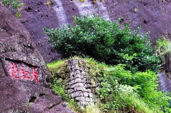 宋種一號價值為什么高，鳳凰單樅宋種1號價格與產量多少？