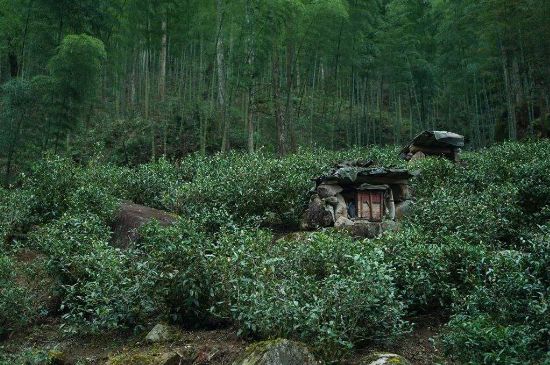 300塊錢的金駿眉能喝嗎，兩三百多金駿眉和一千多區(qū)別