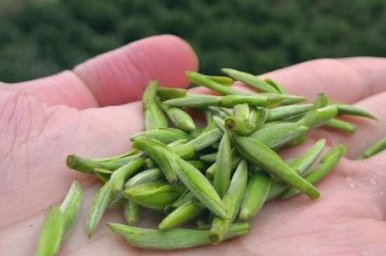 什么綠茶茶葉唇齒留香，哪個品種綠茶香氣好？