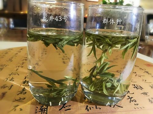 烏牛早和龍井的區(qū)別圖片，龍井43號和烏牛早茶的對比