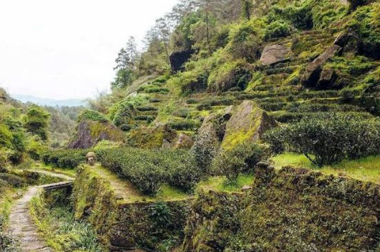 肉桂茶和大紅袍哪個(gè)貴，武夷山肉桂與大紅袍的價(jià)格比較